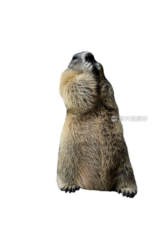 高山土拨鼠 (Marmota marmota)